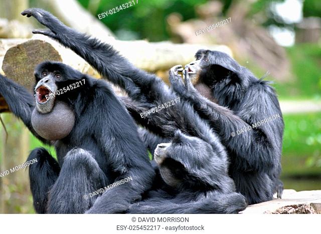 Siamang Gibbon family screaming in fota wildlife park near cobh county cork ireland
