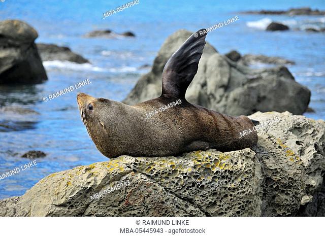 New Zealand Fur Seal, Arctocephalus forsteri, on Rock, Half Moon Bay, Canterbury, South Island, New Zealand