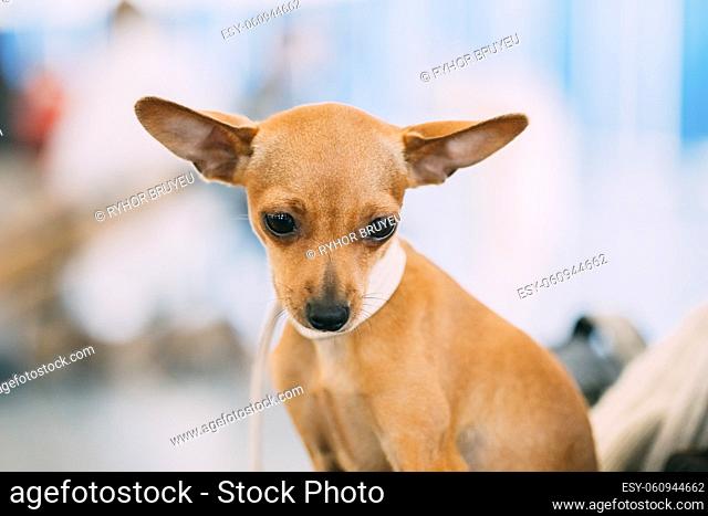 Toy Terrier Puppy Small Dog Close Up Portrait