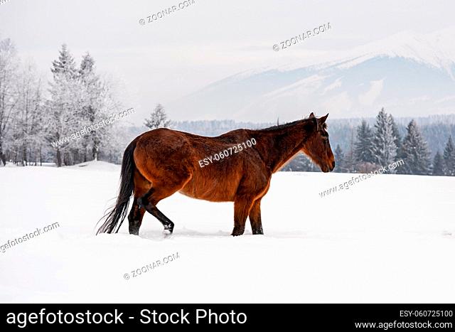 Dark brown horse walks on snow covered field in winter, blurred trees and mountains in background, view from side