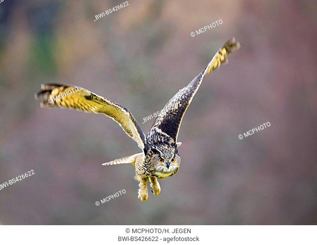 northern eagle owl (Bubo bubo), flying eagle owl, front view, Germany, Bavaria