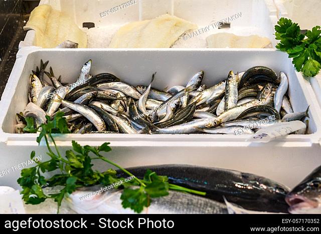 Raw fresh Mediterranean sardines on ice at the fish market in Savona, Liguria, Italy