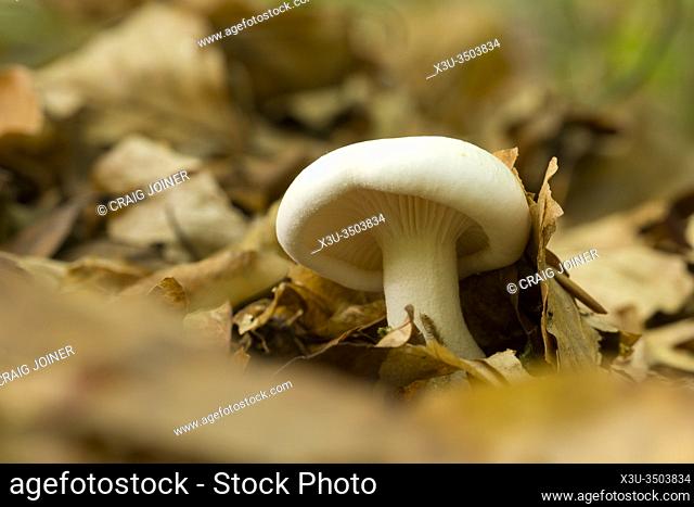 The miller (Clitopilus prunulus) mushroom growing in leaf litter on a woodland floor. Also known as the sweetbread mushroom