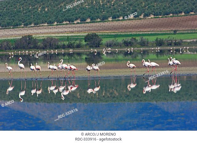 Greater Flamingoes, Fuente de Piedra Lagoon, Andalusia, Spain / Phoenicopterus ruber roseus