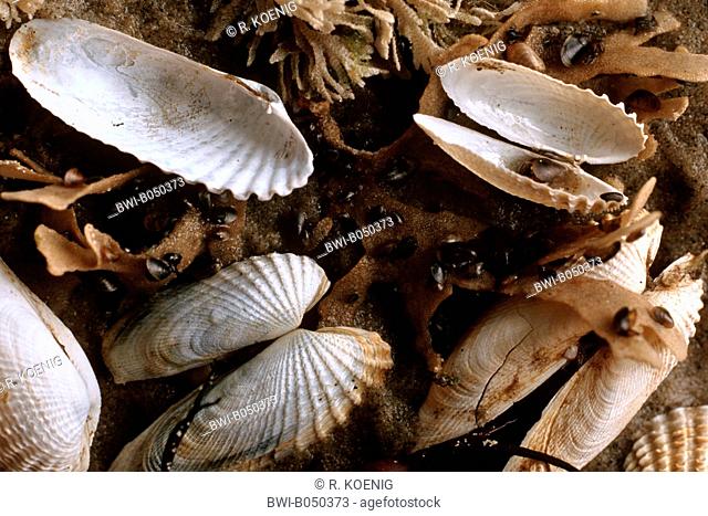 American piddock, false angelwing (Petricola pholadiformis, Petricolaria pholadiformis), shells in the silt