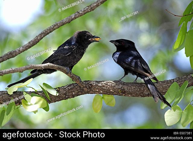 Mourning Drongo with young bird, Kruger National Park, South Africa, fork-tailed drongo (Dicrurus adsimilis), Africa