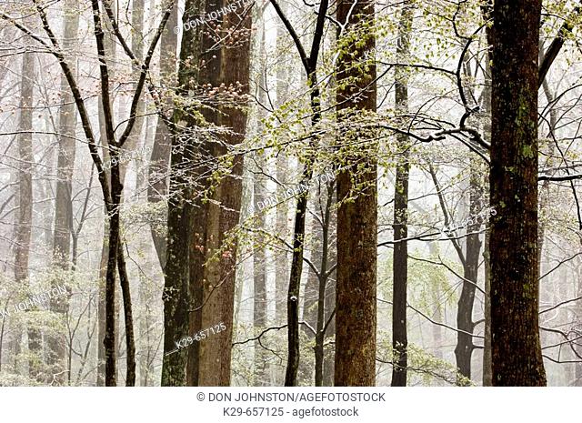 Wet snow in deciduous woodland. Great Smoky Mountains National Park, Tennessee, Appalachian, USA