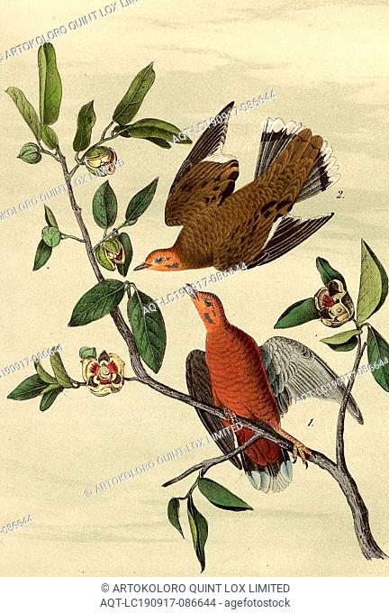 Zenaida Dove - Anoma, Coast Pigeon (Zenaida aurita, Columba zenaida), Anonebuilt, Signed: J.J. Audubon, J.T. Bowen, lithograph, Pl. 281 (Vol