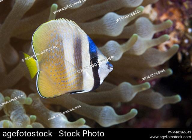 Kleins Butterflyfish, Chaetodon kleinii, Florida Islands, Solomon Islands