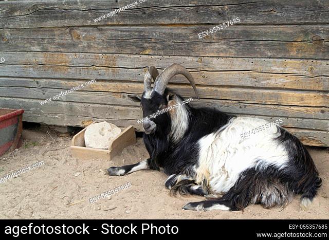 Long haired goat Stock Photos and Images | agefotostock