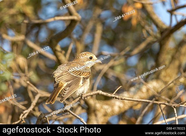 Europe, Spain, Province of Castilla-La Mancha, private property, woodchat shrike (Lanius senator) , juvenile perched in a tree near a water hole,