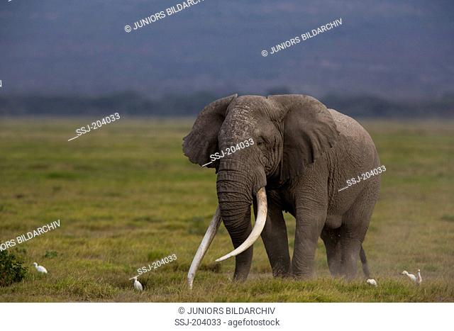 African Elephant (Loxodonta africana). Mature bull with large tusks at Amboseli National Park, Kenya