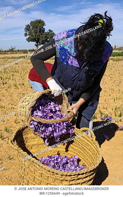 Picking saffron flowers, Madridejos, Toledo province, Castilla-La Mancha, Spain, Europe