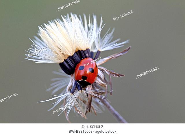 five-spot ladybird, fivespot ladybird, 5-spot ladybird (Coccinella quinquepunctata), sitting on a fruiting composite, Germany, Schleswig-Holstein