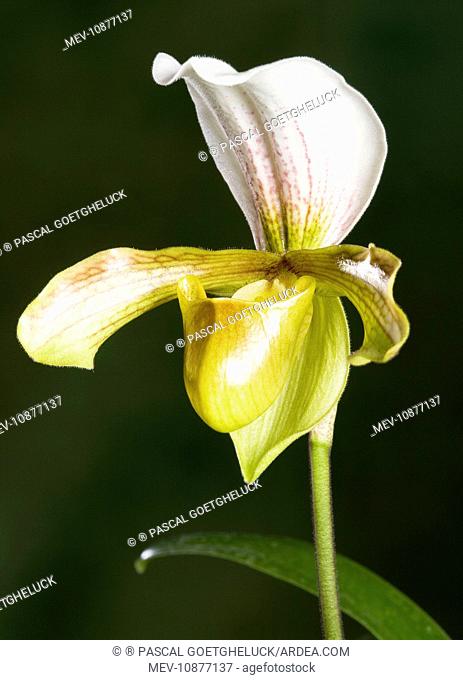 Orchid - Paphiopedilum Insigne (Paphiopedilum). Tropical Asia