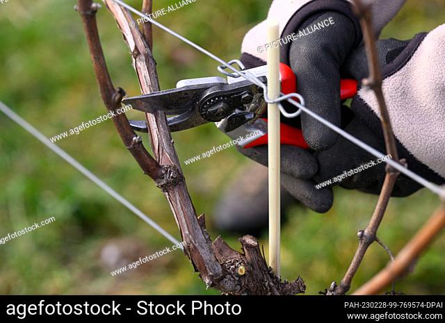 28 February 2023, Saxony, Proschwitz: A trainee winemaker is busy pruning the Pinot Gris variety in the vineyard at Schloss Proschwitz