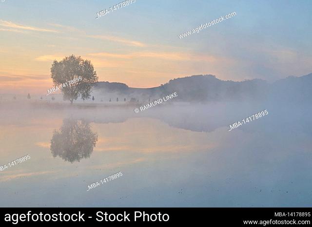 Tree, lake, fog, reflection, sunrise, spring, Drei Gleichen, district Gotha, Thuringia, Germany