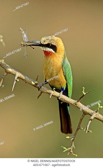 White-fronted Bee-eater, Merops bullockoides, with dragonfly, Kruger National Park, South Africa