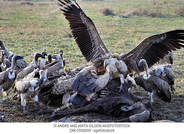 Rüppell's (Gyps rueppelli) and white-backed vultures (Gyps africanus) eating from wildebeest, gnu, carcass on savanna, Serengeti national park, Tanzania