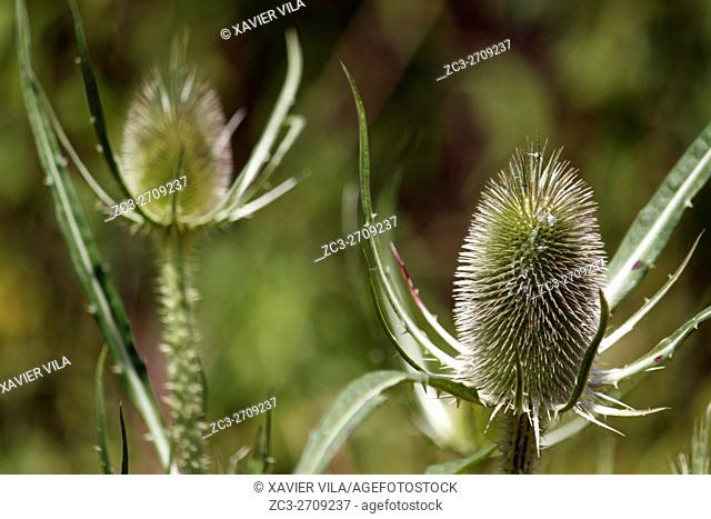 Thistles, golden thistle, Chartreuse, Isere, Rhone Alpes, Alps, France
