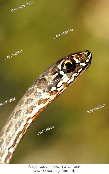 Juvenile Montpellier snake Malpolon monspessulanus