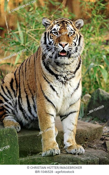 Siberian Tiger, Manchurian Tiger, Amur Tiger (Panthera tigris altaica)