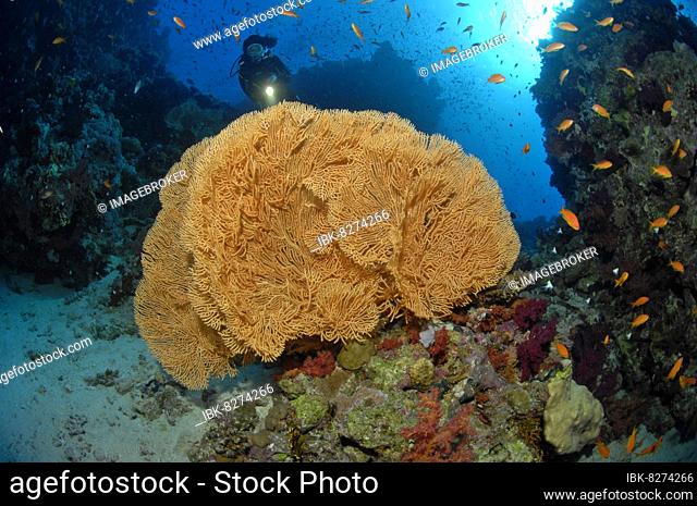 Taucherin blickt auf beleuchtet Fächerkoralle (Annella mollis), Hornkoralle, Gorgonie, Rotes Meer, Ägypten