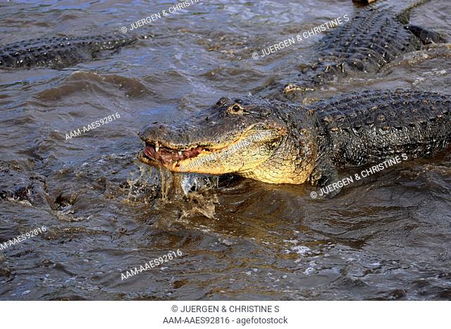 American Alligator (Alligator mississipiensis) adult portrait feeding in water, Florida, USA