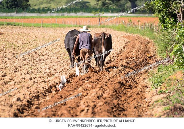 A farmer works his field with an ox plow in the Vinales valley. Tobacco is grown later on the field. (19 November 2017) | usage worldwide