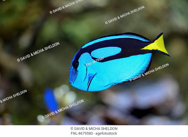 Close-up of an Indo-Pacific surgeonfish (Paracanthurus hepatus)