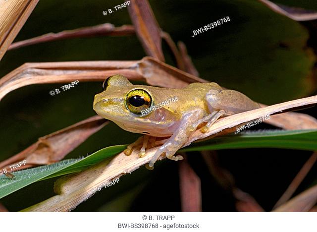 Dumeril's Bright-eyed Frog (Boophis tephraeomystax, Polypedates tephraeomystax), on a leaf, Madagascar