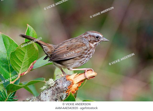 Song Sparrow, Melospiza melodia, Western Washington