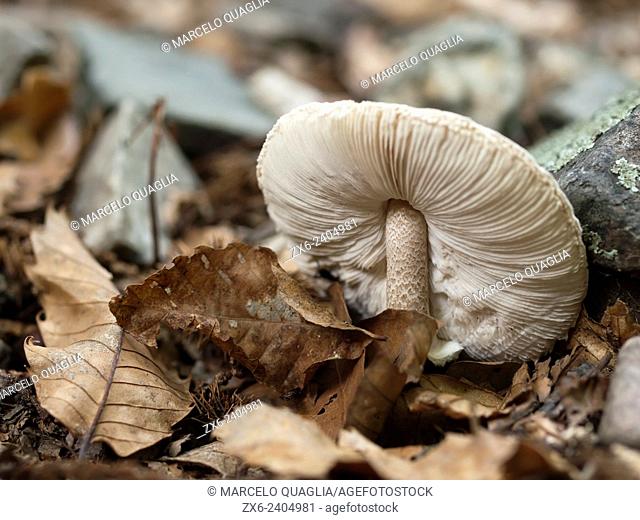 Parasol mushroom (Macrolepiota procera) showing its gills. Montseny Natural Park. Barcelona province, Catalonia, Spain