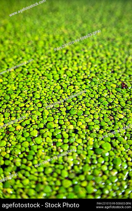 PRODUCTION - 04 October 2023, Lower Saxony, Vechta: duckweed, also known as duckweed, is cultivated in a water basin. In the EU-funded project ""ReWali""