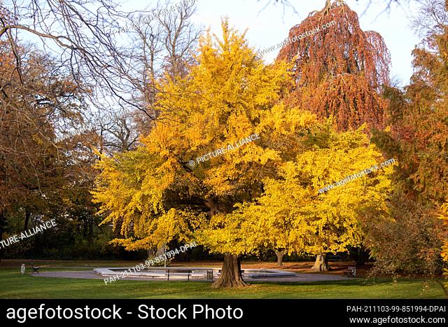03 November 2021, Mecklenburg-Western Pomerania, Stralsund: An autumn-coloured ginkgo tree stands in the Brunnenaue park in Stralsund