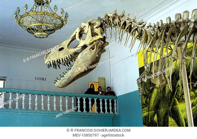Dinosaurs - Theropods: Tarbosaurus (Tyrannosaurus bataar.). Photo shows part of a full mount skeleton in the Dinosaur Hall of the Museum of Natural History in...