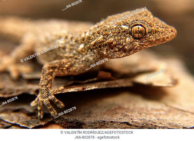 Moorish Wall Gecko (Tarentola mauritanica)