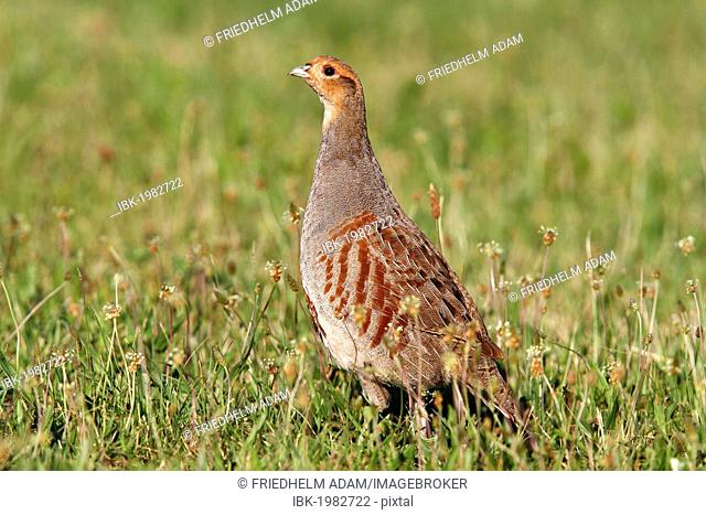 Grey or English Patridge (Perdix perdix), cock, alert, Apetlon, Lake Neusiedl, Burgenland, Austria, Europe