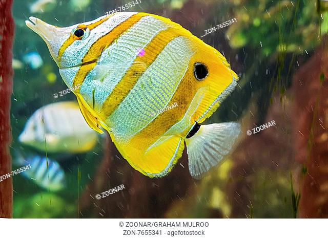 Copperband Butterfly Fish (Chelmon rostratus) UK