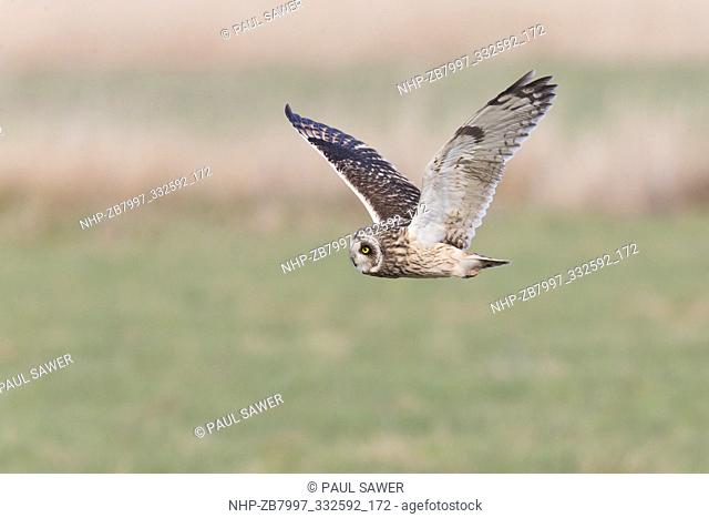 Short-eared Owl (Asio flammeus) adult flying on grazing marsh, Suffolk, England, March