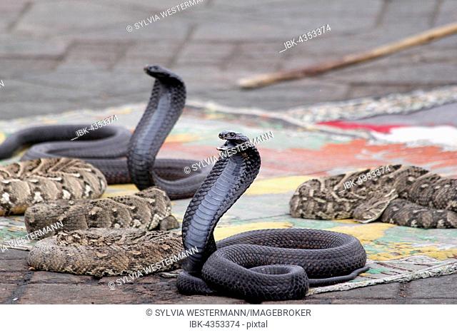 Indian cobras (Naja naja) belonging to snake charmer, Jemaa el Fna market place, Marrakesh, Morocco