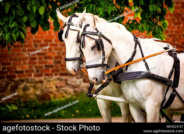 two bridled white horses
