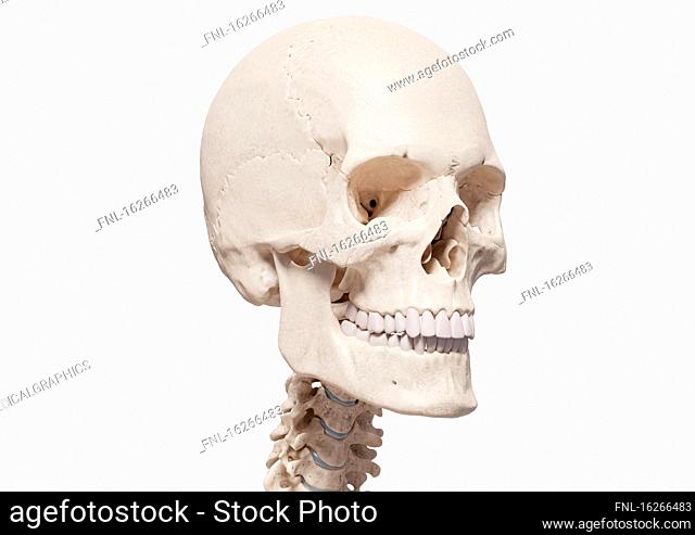 Skull with cervical spine, illustration