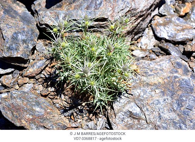 Cardo azul (Eryngium glaciale) is a spiny perennial plant endemic to Sierra Nevada. This photo wsa taken in Sierra Nevada National Park, Granada province
