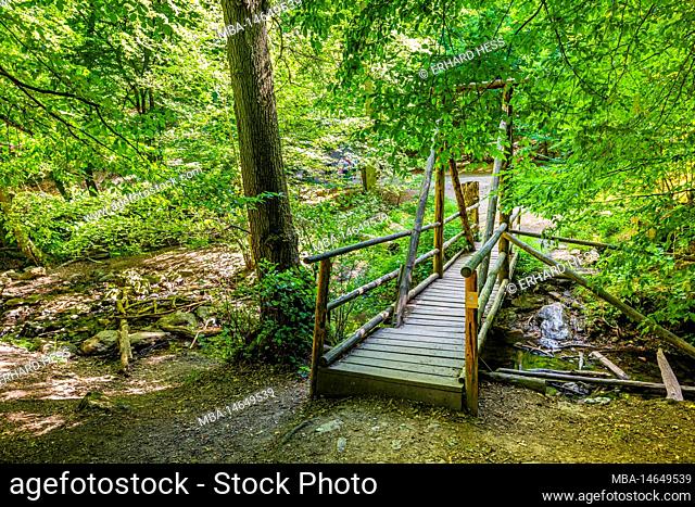 Footbridge in the Morgenbach valley in the Bingen forest, created by the Morgenbach stream flowing into the Rhine, original nature