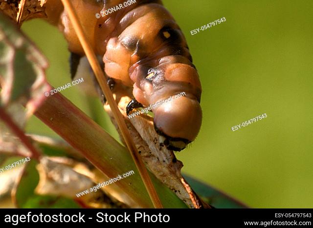fat caterpillar of a hawk moth close-up body parts in the grass. insects of the Arctic ultra macro