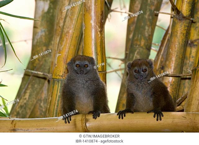 Eastern Lesser Bamboo Lemur also known as Gray Bamboo Lemur or Gray Gentle Lemur (Hapalemur griseus), endemic, Vulnerable, IUCN 2008, Madagascar, Africa
