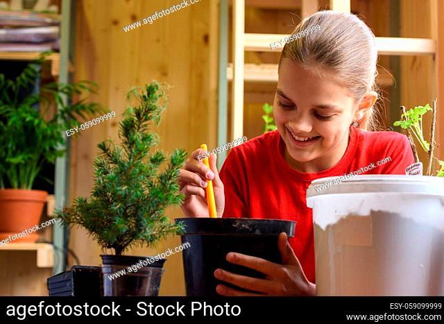 Happy girl transplants a spruce seedling into a larger pot