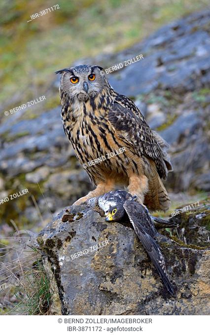 Eurasian Eagle-Owl (Bubo bubo), female at its feeding place with a captured Peregrine Falcon (Falco peregrinus) in its claws, Swabian Alb Biosphere Reserve