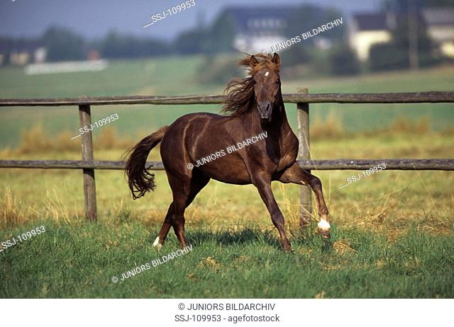 animal, horse, Welsh-Mountain-Pony
